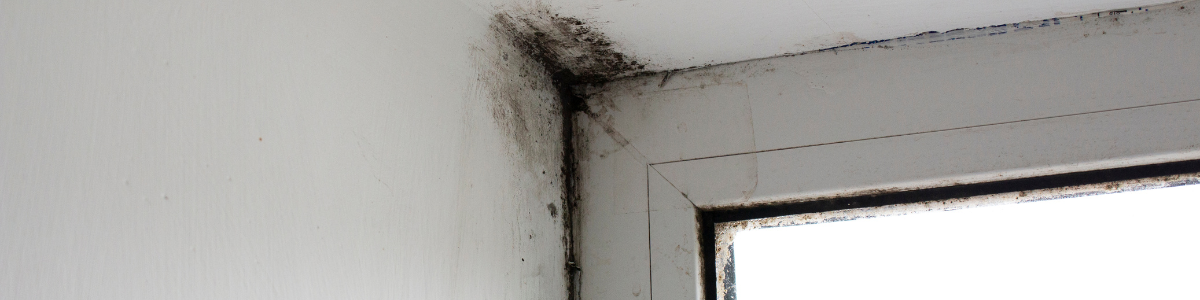 Como Prevenir e Remover Mofo em Sua Casa